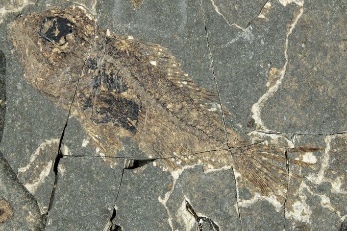 Oligocene Fossil Percoid Fish (Oligoserranoides) - Poland #320644